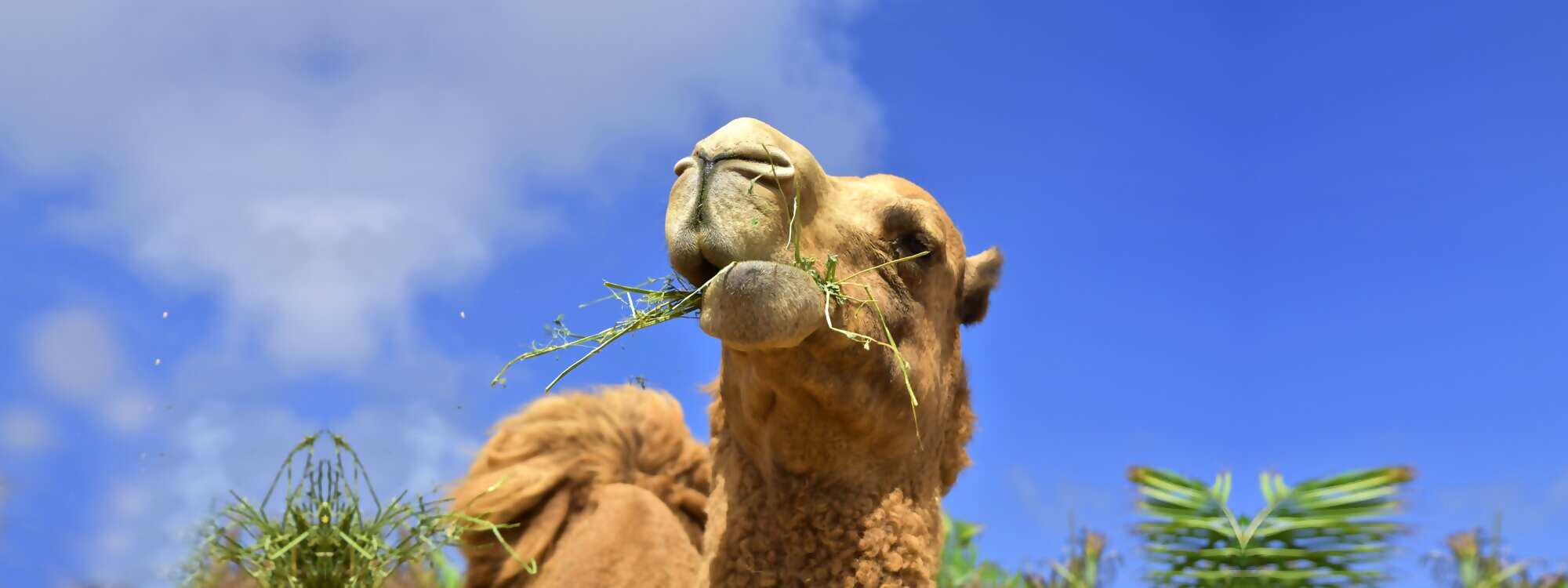 Camel Safari Park - Gran Canaria